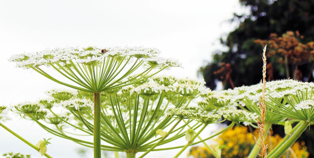 Plantes Exotiques Envahissantes