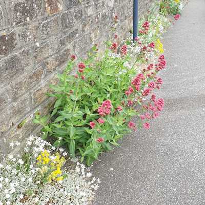 ELLIANT---PIEDS-DE-MURS2