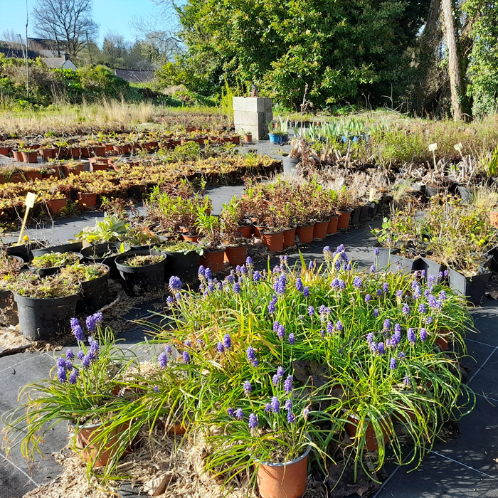 1.ROSTRENEN-PLANT