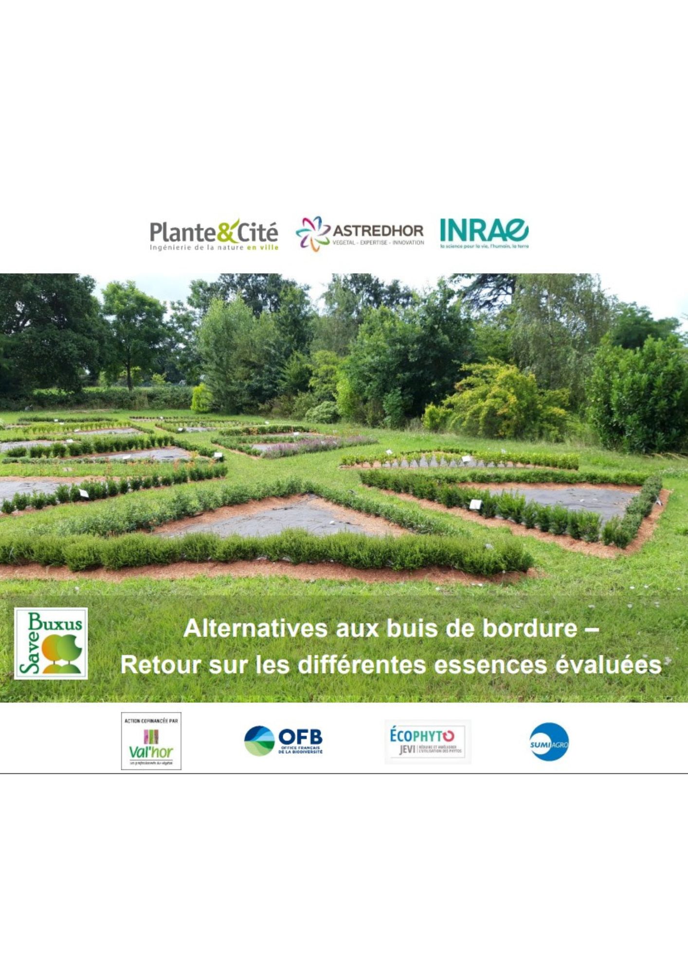 Dephy Alternatives aux buis de bordure - Retour sur les différentes essences ...