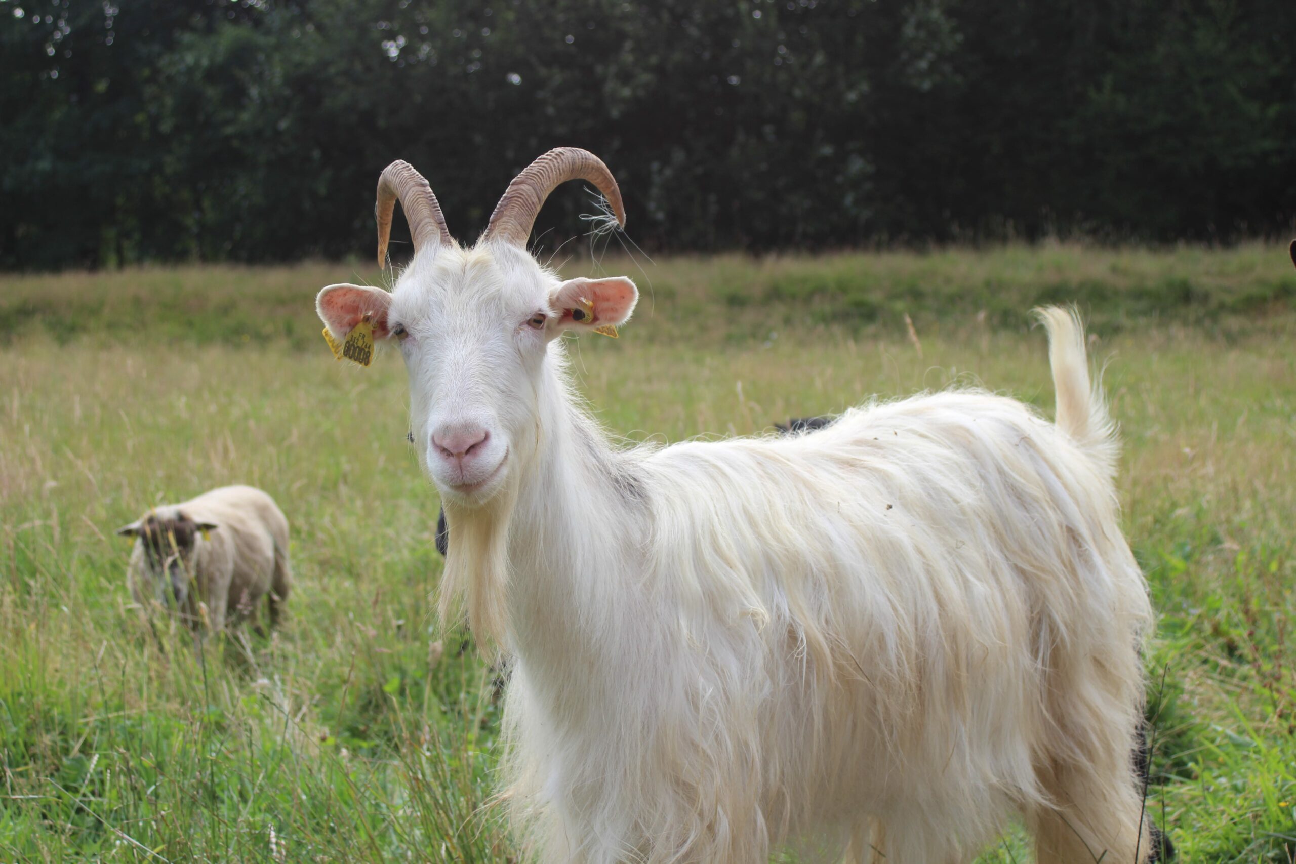 CHEVRE LIFFRE ECOPARTURAGE-min