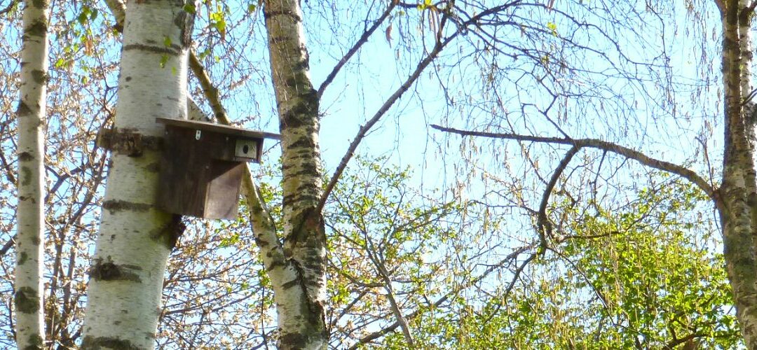 Laillé, un refuge de biodiversité intégré au quotidien des habitants