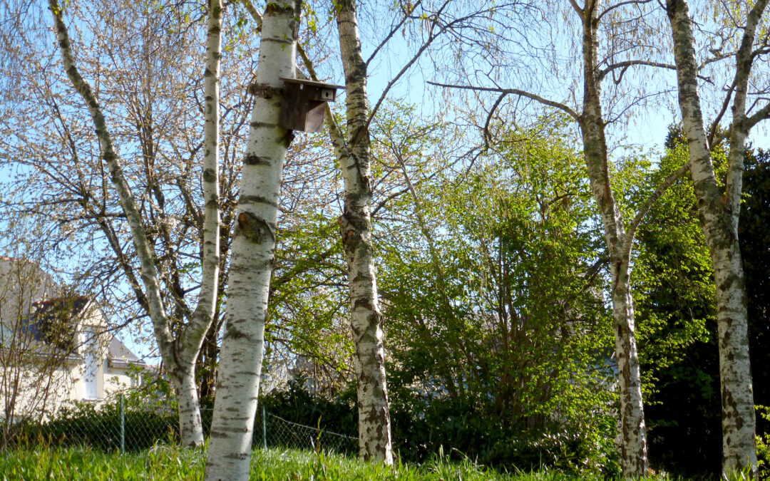 Laillé, un refuge de biodiversité intégré au quotidien des habitants