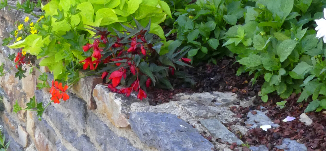 Missiriac, des pieds de mur fleuris