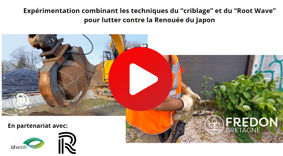 Expérimentation combinant les techniques du “criblage” et du “Root Wave” pour lutter contre la Renouée du Japon