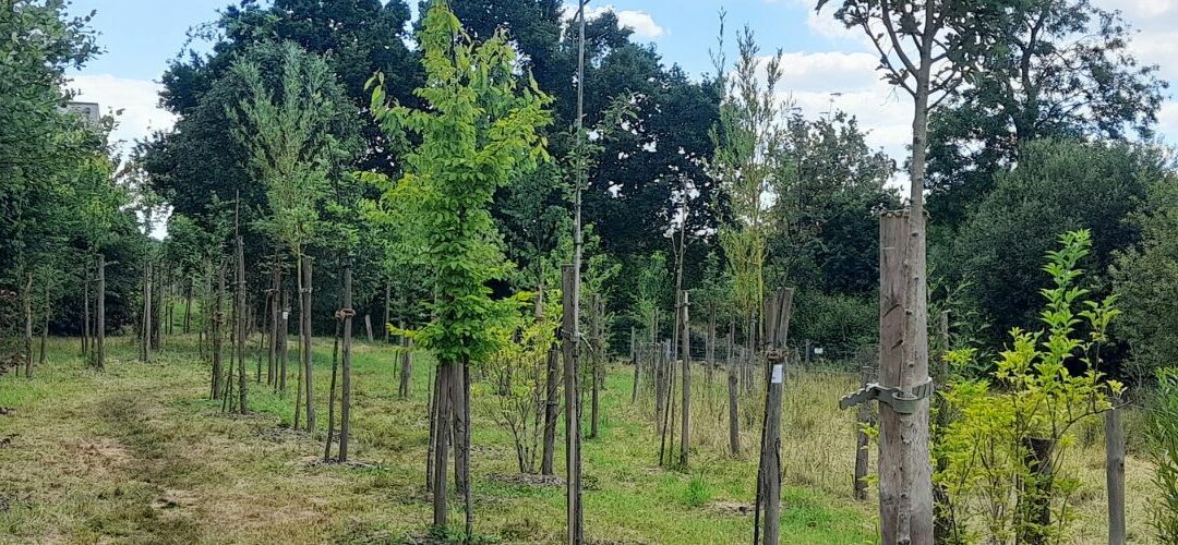 Melesse, plantation participative d’une mini-forêt urbaine