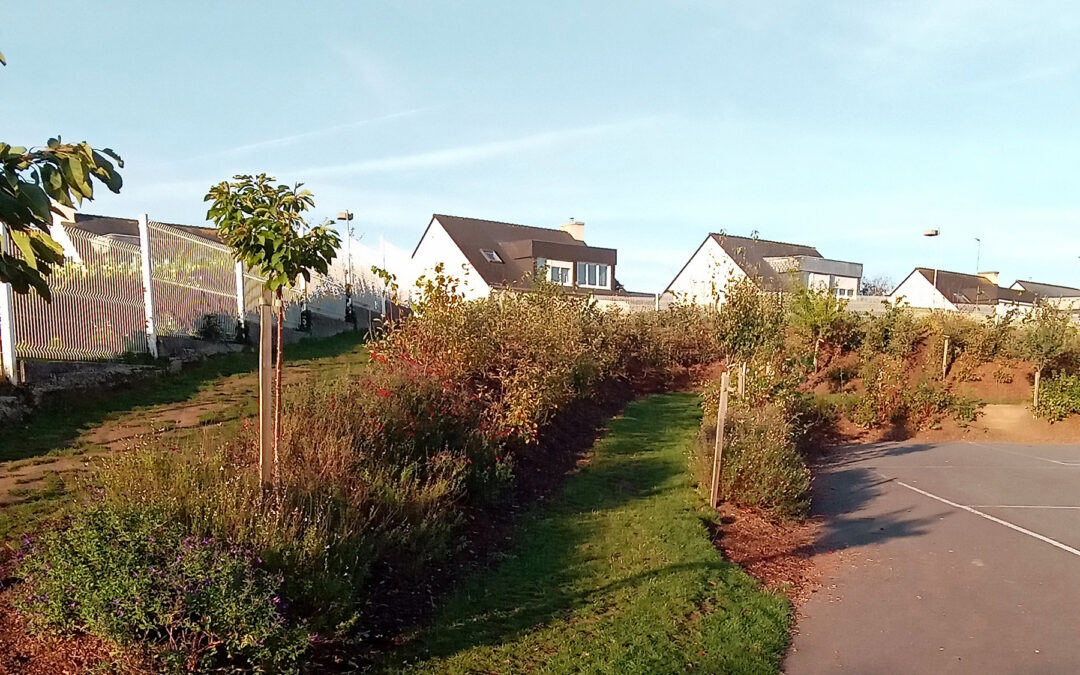 Binic-Etables-sur-mer, le nid-de-pie se pare de vert