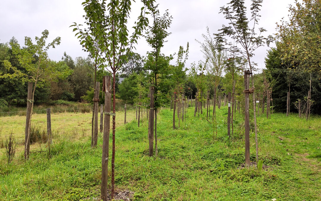 Melesse, plantation participative d’une mini-forêt urbaine
