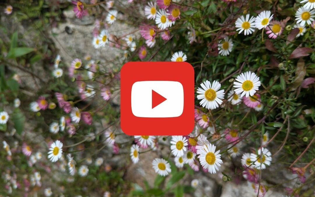 VIDEO : Fleurissement de trottoirs et pieds de murs à Elliant