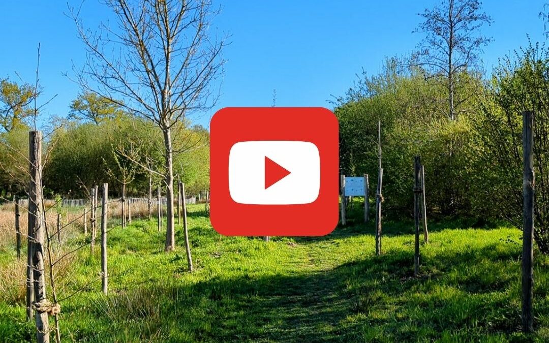 VIDEO : Plantation d’une mini-forêt urbaine à Melesse