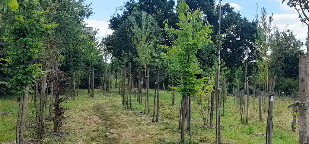 Patrimoine arboré