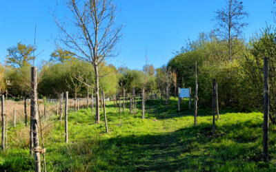 VIDEO : Plantation d’une mini-forêt urbaine à Melesse