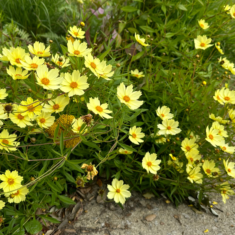 liste-plantes-2