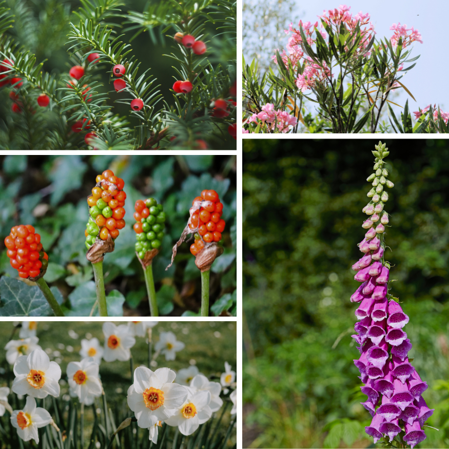 liste plantes toxiques