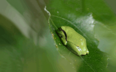 SBAA, Atlas de la Biodiversité Intercommunale : zoom sur la communication et l&rsquo;outil d&rsquo;inventaire participatif