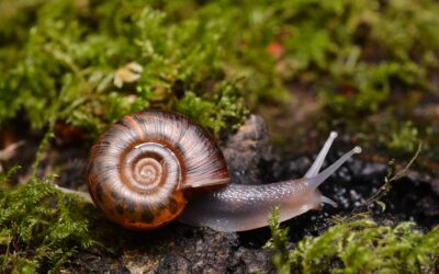 Kervignac, la nature racontée