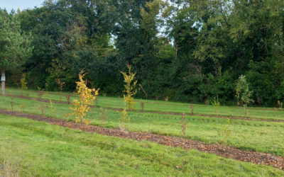 Binic-Etables-Sur-Mer, les arbres poussent comme des champignons